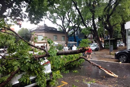 Por la tormenta de la madrugada del 17 de este mes, en la Ciudad de Buenos Aires se cayeron árboles en casi todos los barrios y generaron daños en vehículos y viviendas