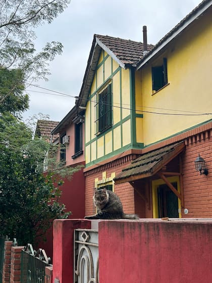 Por las calles del barrio: decenas de gatos deambulan tranquilos