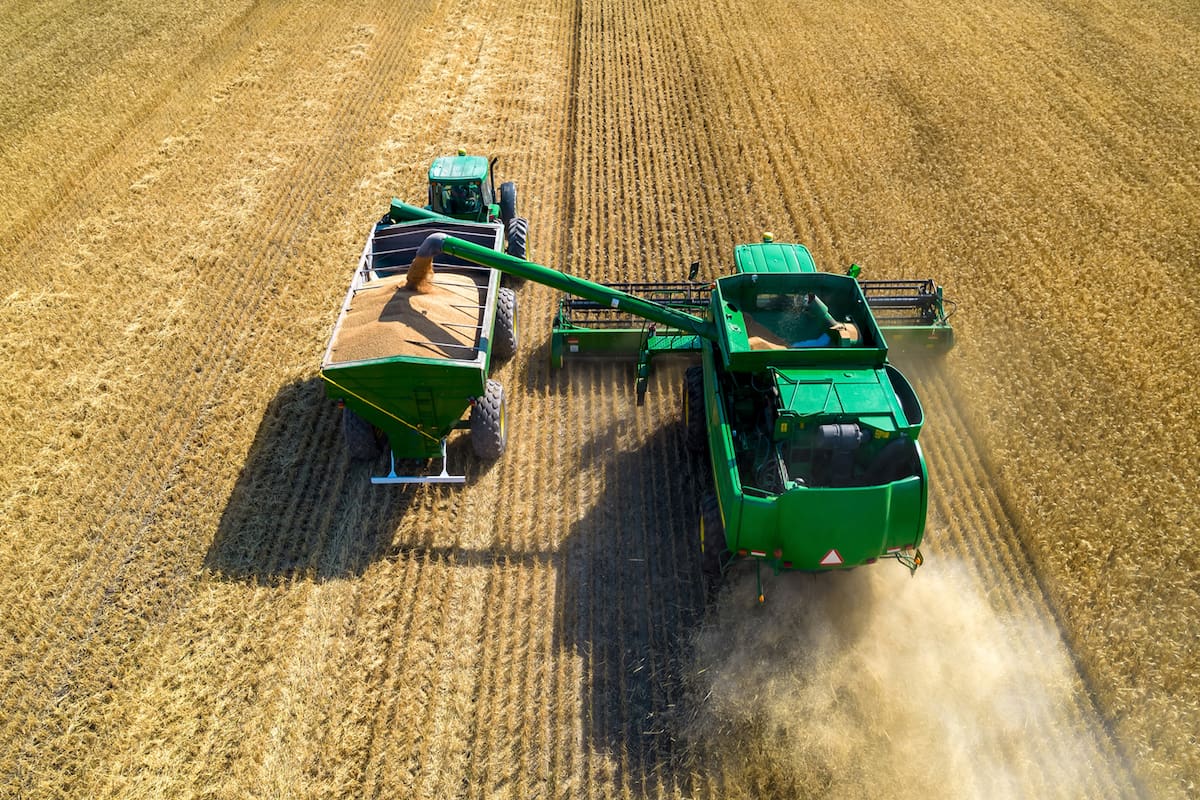 Por las condiciones en las que se desarrollaron los cultivos, en la región triguera norte se prevén rindes de tendencia o, incluso, menores