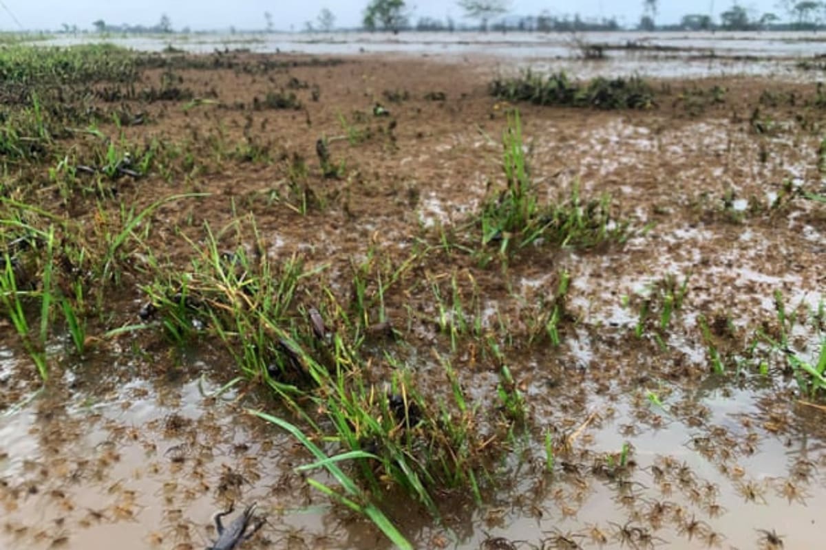 Por las inundaciones, en Australia las arañas buscan lugares elevados para no morir ahogadas