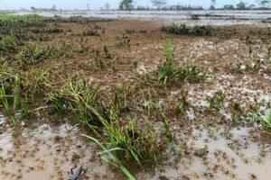 Por las inundaciones, en Australia las arañas buscan lugares elevados para no morir ahogadas