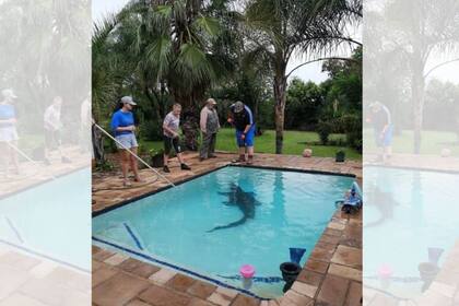 Por las inundaciones recientes, una mujer sudafricana encontró un cocodrilo en la pileta de su casa (Facebook)