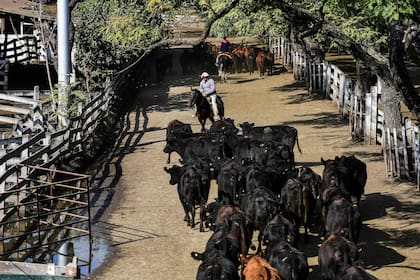 Por las mejores vacas se pagaron hasta 166 pesos por kilo