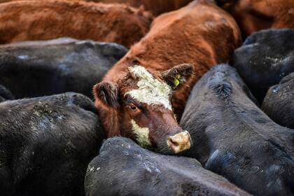 Por las mejores vacas se pagaron hasta 280 pesos por kilo