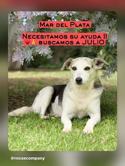 Por los fuegos artificiales de Nochebuena, el pasado 24 de diciembre, mientras su familia estaba en Necochea, Julio se escapó a los montes para alejarse del ruido
