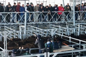 Por los novillos se pagó un máximo de 528 pesos por kilo por un lote con 446 kilos de promedio