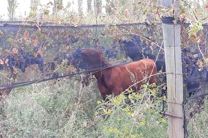 Por los precios bajos, el productor Marcelo Aguado decidió dar de comer a sus terneros las uvas de su finca en Mendoza