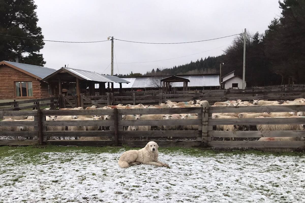 Por los reiterados robos, el INTA está duplicando la cantidad de perros protectores para cuidar sus ovinos en el campo de Trevelin