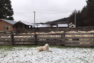 Denuncian el robo de ovinos con genética de punta en un campo de un renombrado organismo