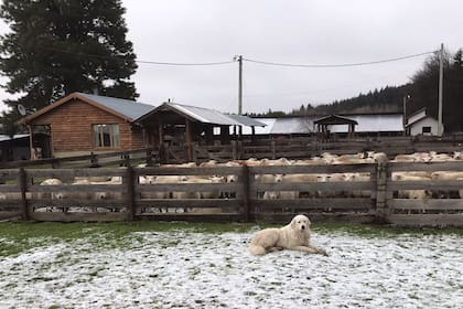 Por los reiterados robos, el INTA está duplicando la cantidad de perros protectores para cuidar sus ovinos en el campo de Trevelin