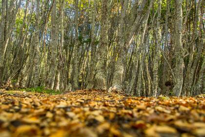Por los senderos de trekking en el parque, el silencio es apenas interrumpido por el toc toc de los pájaros carpinteros