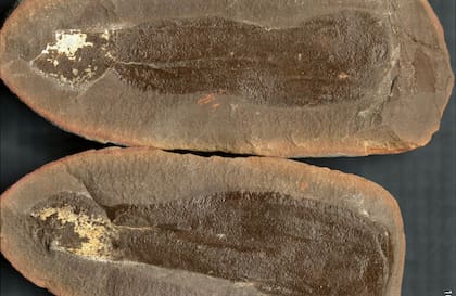 Por medio de un yacimiento fósil conservado en Mazon Creek, científicos revelaron cómo era la biodiversidad hace más de 300 millones de años