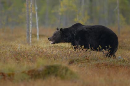 Por medio de una orden ejecutiva, Florida autoriza la temporada de caza de osos negros de 2026