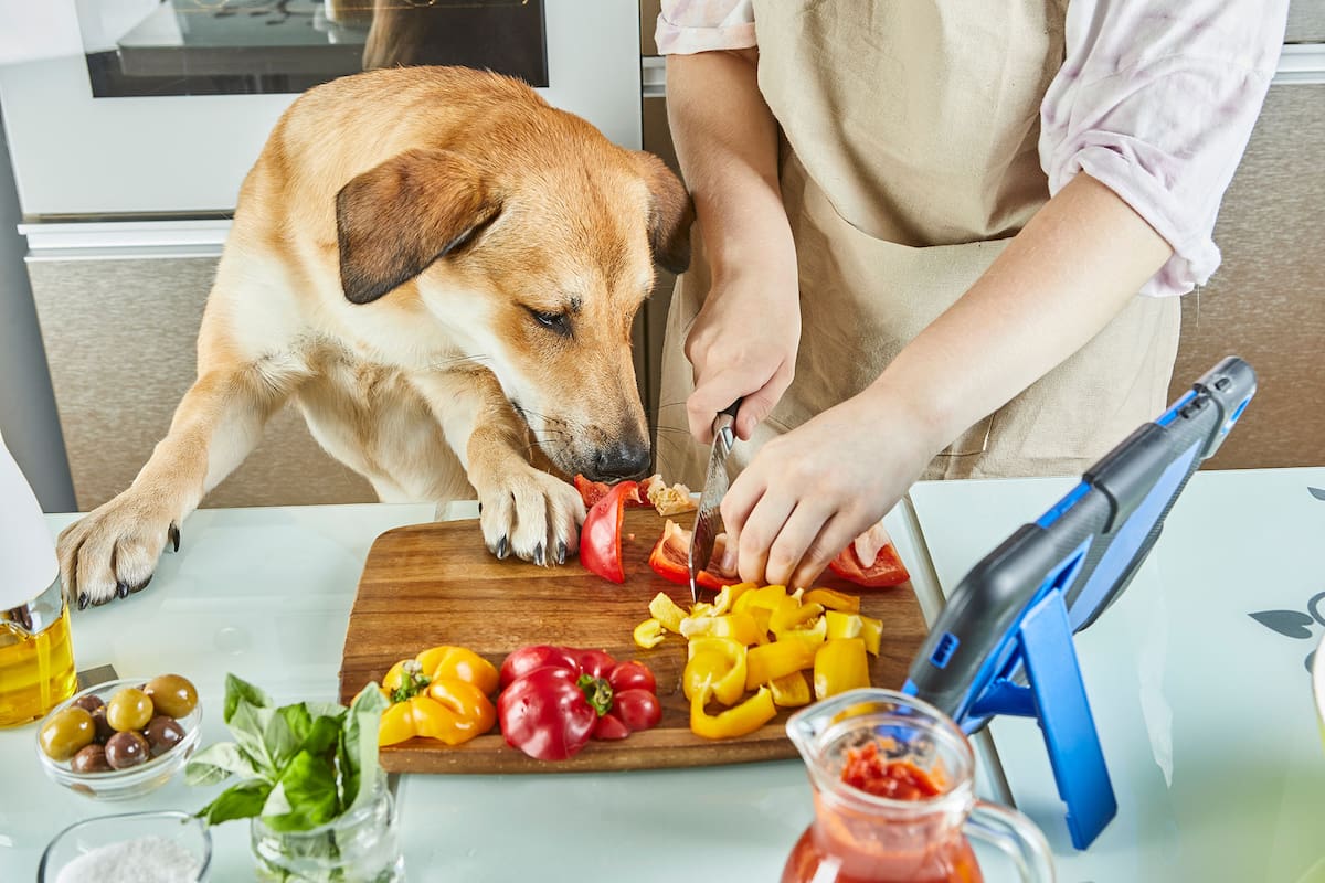 Por naturaleza, los perros son omnívoros; es por por decisión de sus dueños que no comen carne