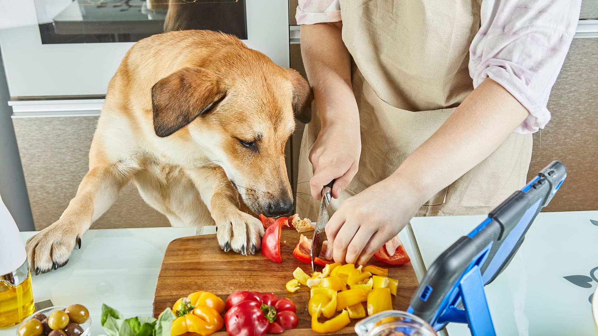 Por naturaleza, los perros son omnívoros; es por por decisión de sus dueños que no comen carne