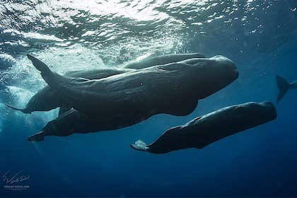 Por primera vez, captan a dos cachalotes dándose cabezazos en el medio del océano