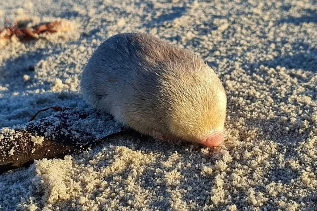 Por primera vez desde 1936 encuentran un “topo dorado” al que se le atribuyen “superpoderes”