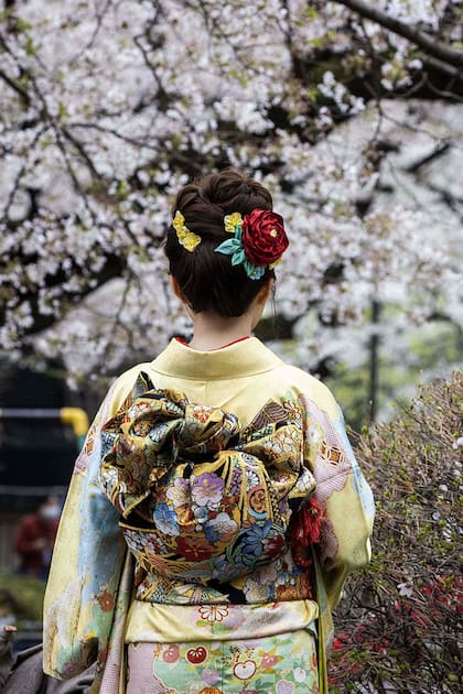Por primera vez en 1200 años los cerezos adelantaron su floración en Japón