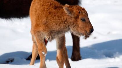 Por primera vez en 140 años, nació un bisonte en el parque nacional canadiense de Banff