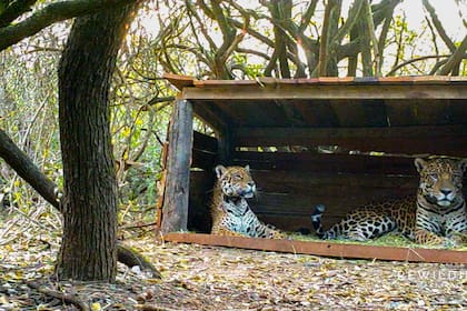 Por primera vez en el mundo, se juntó un yaguareté silvestre con otro de cautiverio