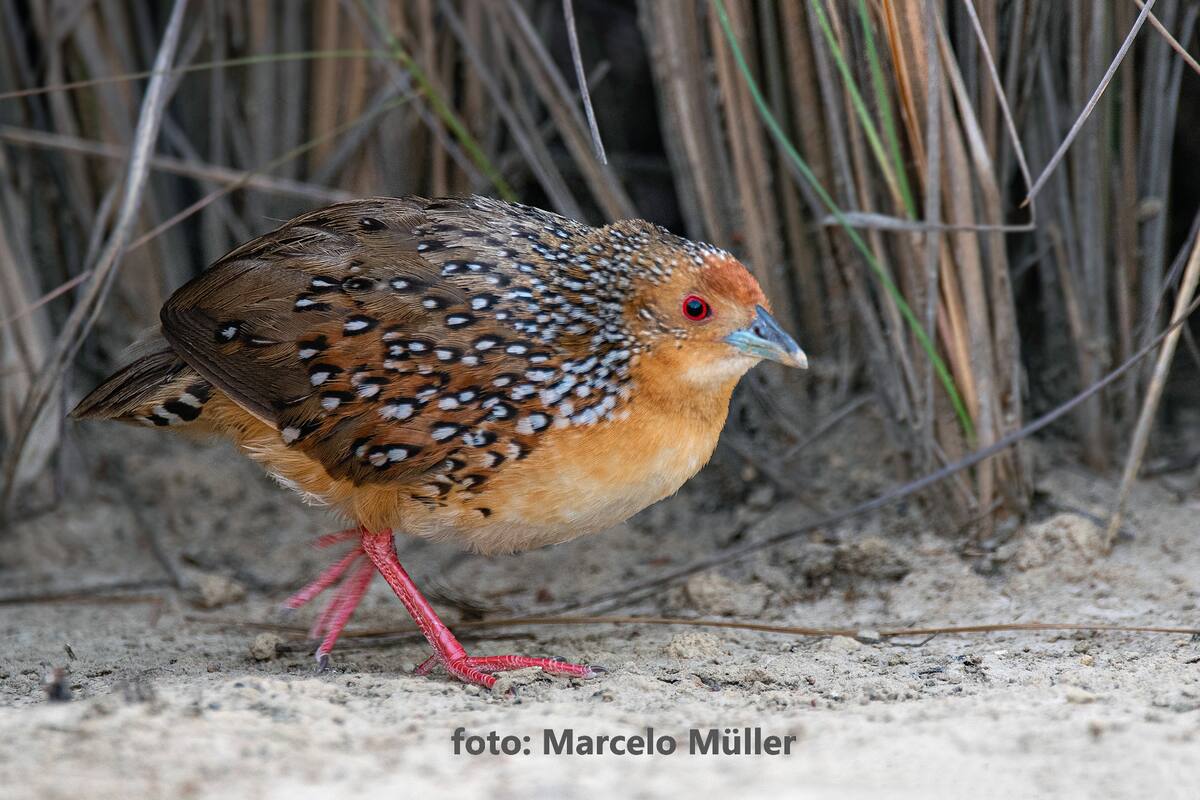 Por primera vez identifican en Misiones a una población de Burrito Ocelado.