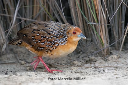 Por primera vez identifican en Misiones a una población de Burrito Ocelado.