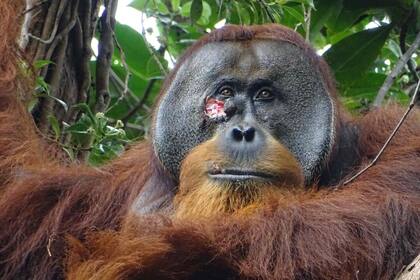 Por primera vez los científicos observan a un orangután tratando una herida con una planta medicinal
