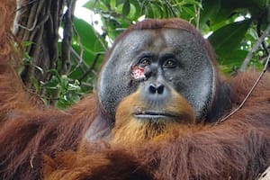 Por primera vez los científicos observan a un orangután tratando una herida con una planta medicinal