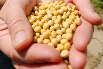 Por primera vez un organismo público describió el genoma completo de una variedad de soja no OGM