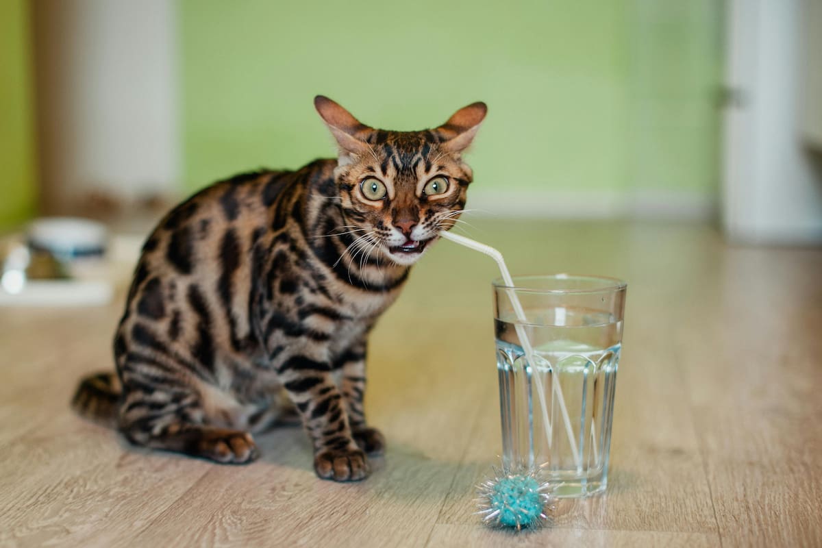 Por qué a los gatos les gusta tomar agua del vaso