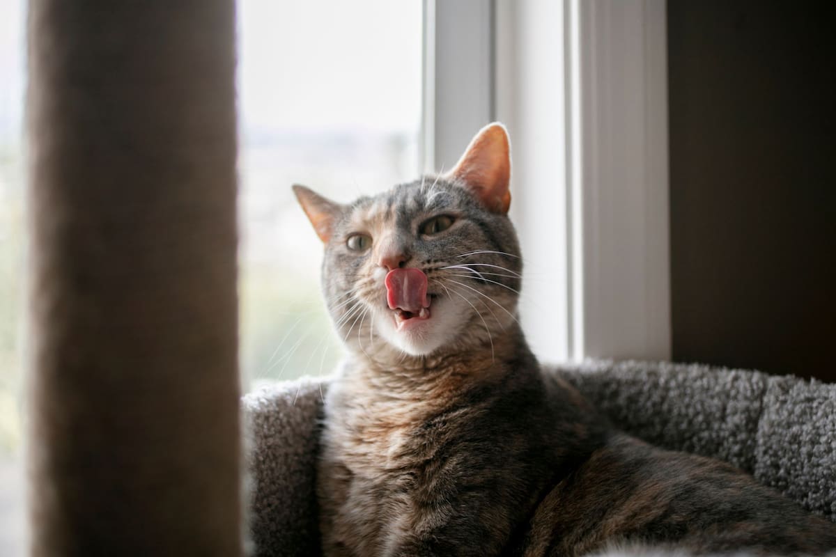 Por qué algunos gatos sacan la lengua: cuándo hay que preocuparse