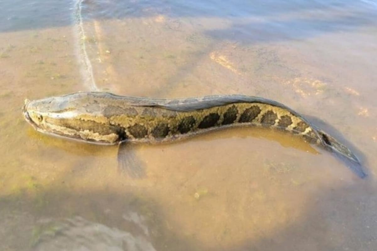 Por qué consideran peligrosa esta especie de pez en Estados Unidos