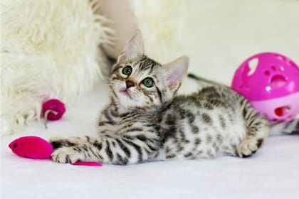 Por qué debemos jugar con nuestros gatos y cuáles son los mejores juguetes