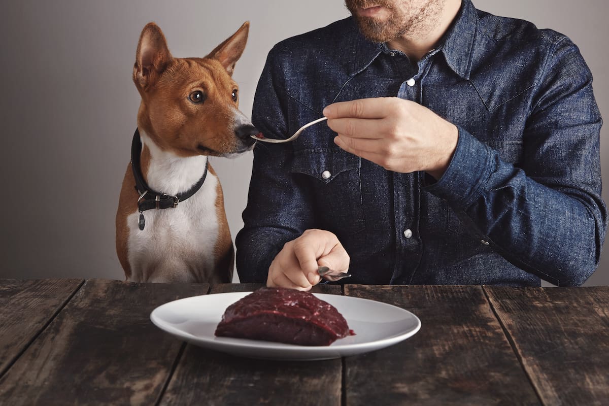 Por qué el chocolate es peligroso para perros y gatos (Foto ilustrativa Freepik)