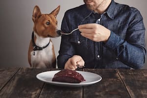 Por qué el chocolate es peligroso para perros y gatos (Foto ilustrativa Freepik)