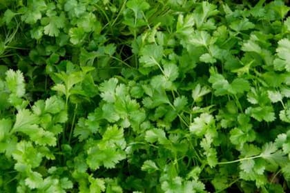 Por qué el cilantro suma valor nutricional y cuál es su posible efecto sobre la glucosa