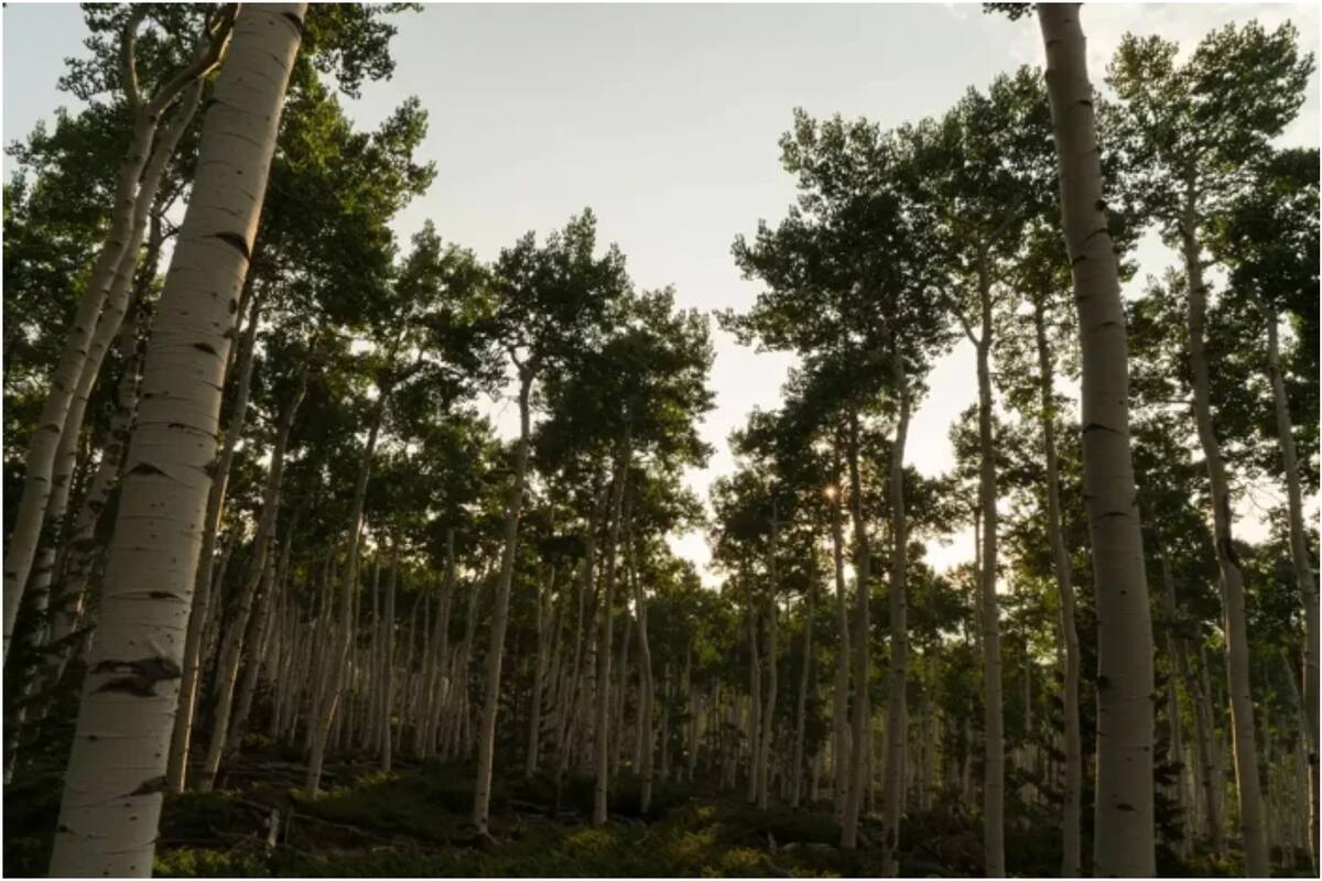 Por qué está muriendo Pando, uno de los seres vivos más grandes del mundo