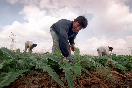 ¿Por qué había tantos agricultores tailandeses entre los rehenes de Hamás?