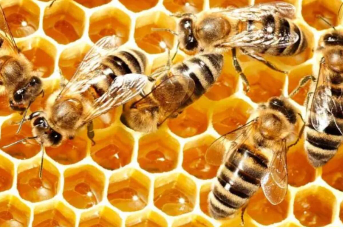 ¿Por qué las abejas abanican la miel con sus alas?