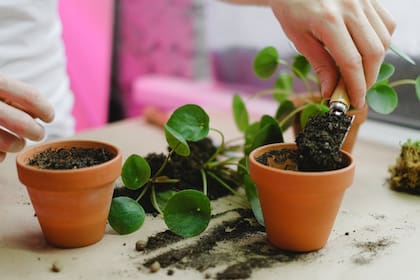 ¿Por qué las plantas necesitan ser abonadas? (Foto Pexels)