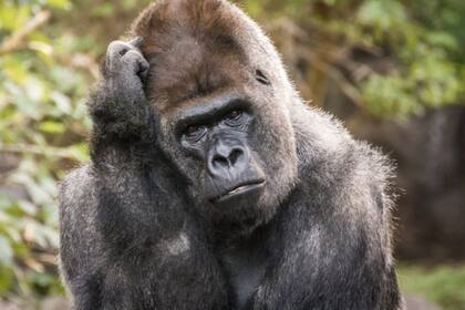 Por qué los animales reconocen números pero sólo los humanos pueden hacer matemáticas