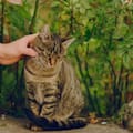 Los veterinarios no dudan: dejar que los gatos salgan a la calle de forma supervisada mejora su conducta