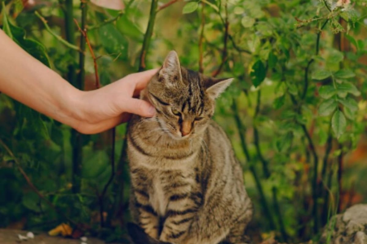 Por qué los especialistas recomiendan las salidas controladas para los gatos domésticos (Foto: Freepik)