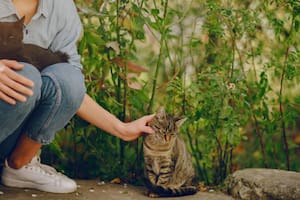 Los veterinarios coinciden en que dejar que los gatos salgan a la calle de forma supervisada mejora su conducta