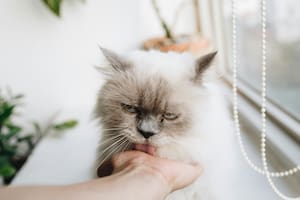 Por qué los gatos eligen a unas personas más que a otras