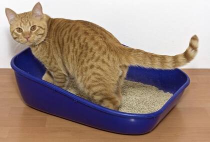 Por qué los gatos juegan con las piedritas sanitarias