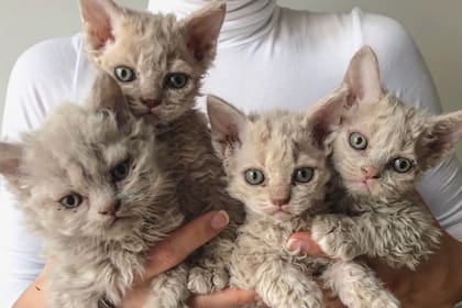 Por qué los gatos oveja son ideales para convivir en familia