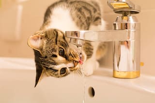 “Los gatos no toman agua de la canilla solo porque esté más fresca, se sienten naturalmente atraídos por el agua en movimiento”