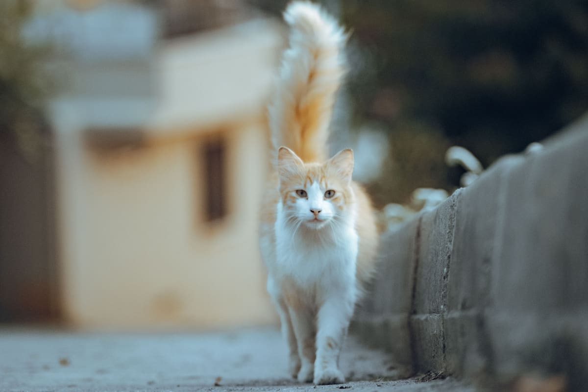Por qué los gatos se acercan con la cola parada