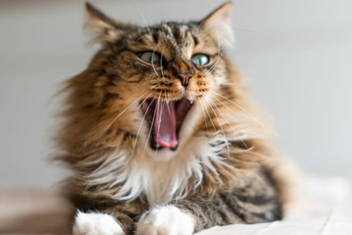 Por qué los gatos tienen mal aliento y cómo combatirlo